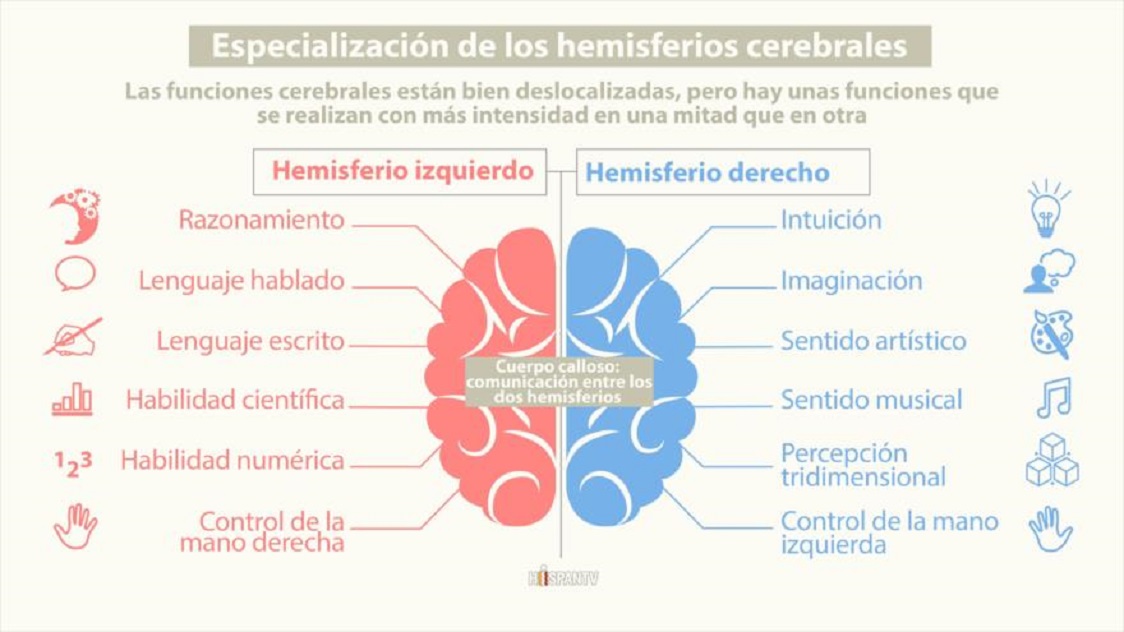  CIENCIA / ¿Qué funciones realiza cada hemisferio del cerebro?