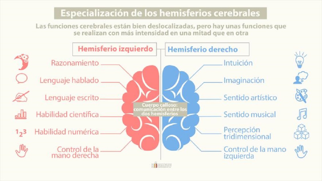 CIENCIA / ¿Qué funciones realiza cada hemisferio del cerebro?