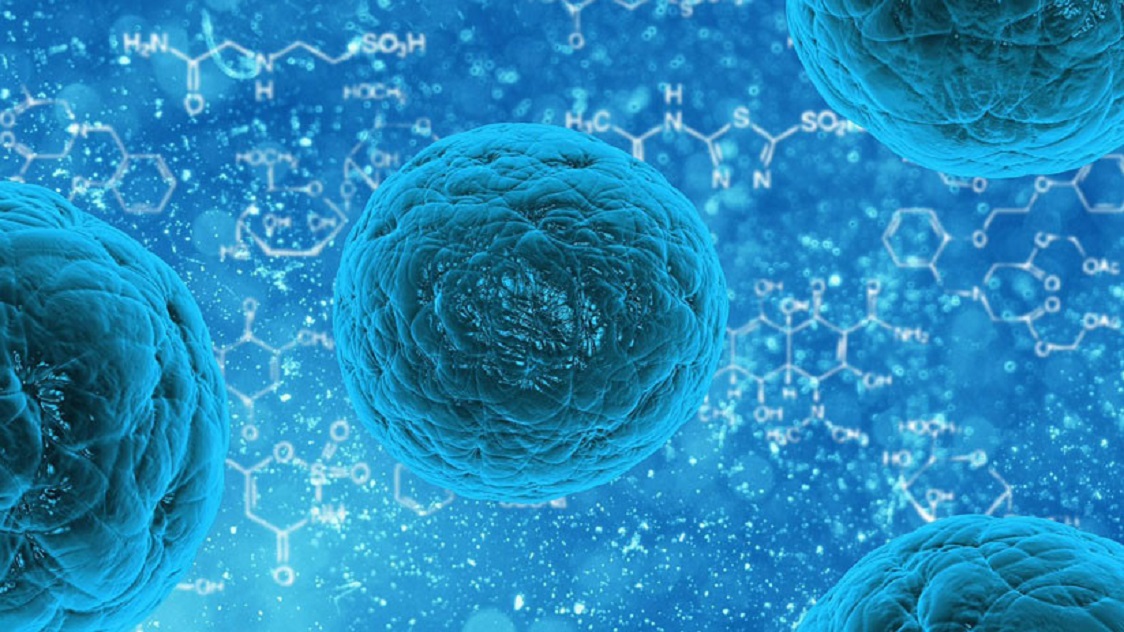  CIENCIA / MIT: El ayuno aumenta la capacidad regenerativa de las células madre