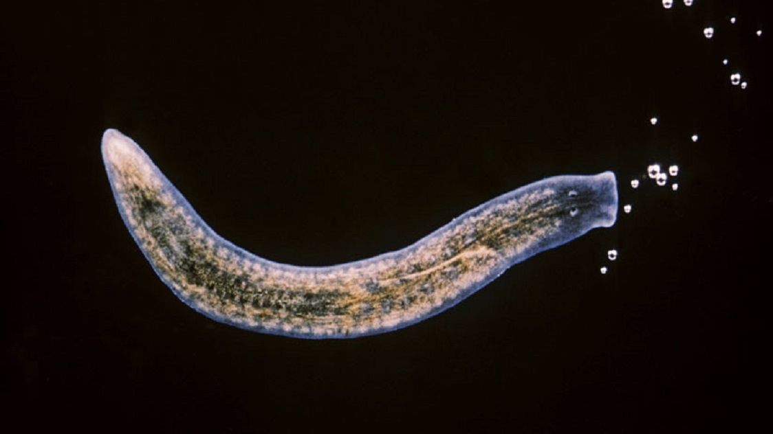 CIENCIA / “ELIXIR DE LA INMORTALIDAD”: AÍSLAN A UNA CÉLULA CAPAZ DE REGENERAR TODO EL CUERPO
