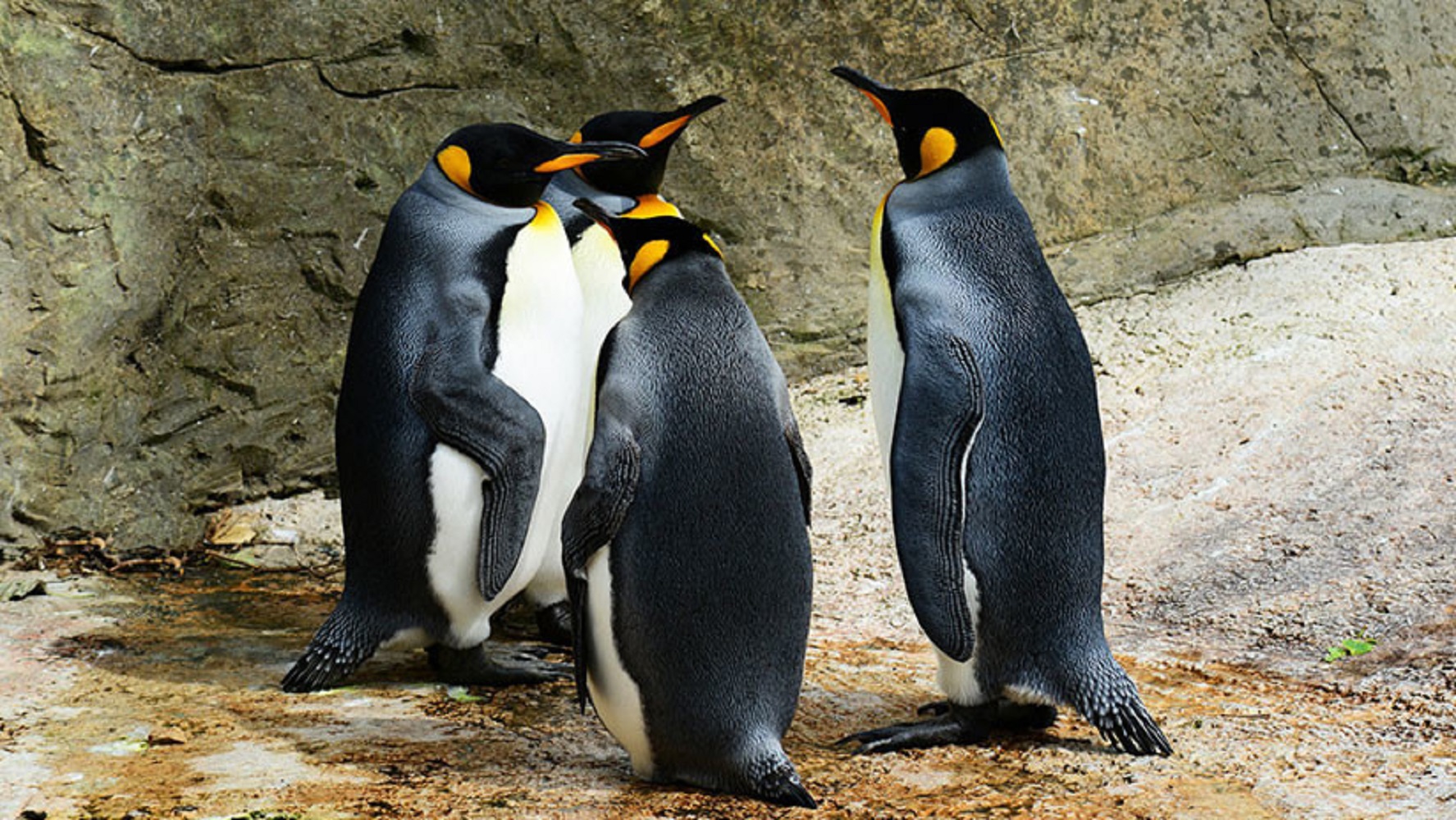 SE ESTÁ EXTINGUIENDO LA MAYOR COLONIA DE PINGÜINOS REY DEL MUNDO Y NADIE SABE POR QUÉ