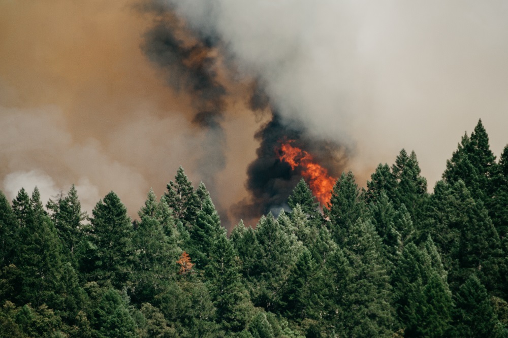  El país enfrenta 179 incendios forestales activos desde la zona centro hasta el sur