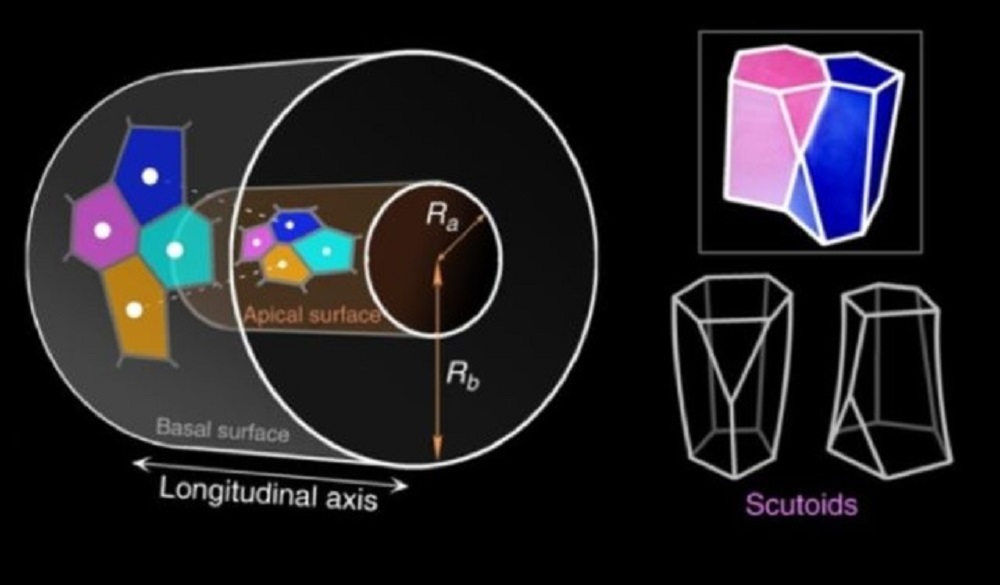 CIENCIA / BIÓLOGOS DESCUBREN UNA NUEVA FORMA GEOMÉTRICA (Y ESTÁ EN NUESTRAS CÉLULAS)