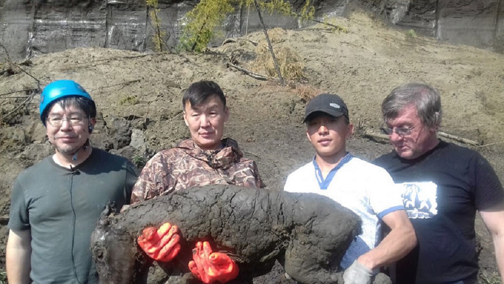 CIENCIA / UN EQUIPO INTERNACIONAL DE CIENTÍFICOS ENCUENTRAN UN POTRO CONGELADO DE HACE 40.000 MIL AÑOS EN SIBERIA