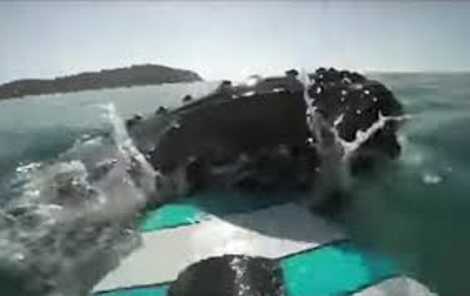 MOMENTOS ÚNICOS / VIDEO: SURFISTA CHOCA CON UNA ENORME BALLENA Y ESTO ES LO QUE SUCEDE
