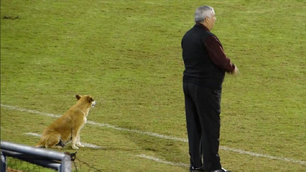 DEPORTE / IMÁGENES RECIÉN PUBLICADAS EN LAS REDES SOCIALES MUESTRAN CÓMO UNA PERRITA ASISTE AL ENTRENADOR DE UN CLUB DE FÚTBOL EN PARAGUAY