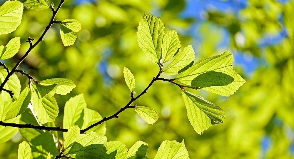 CIENCIA / CIENTÍFICOS DICEN QUE «LAS PLANTAS SIENTEN DOLOR»