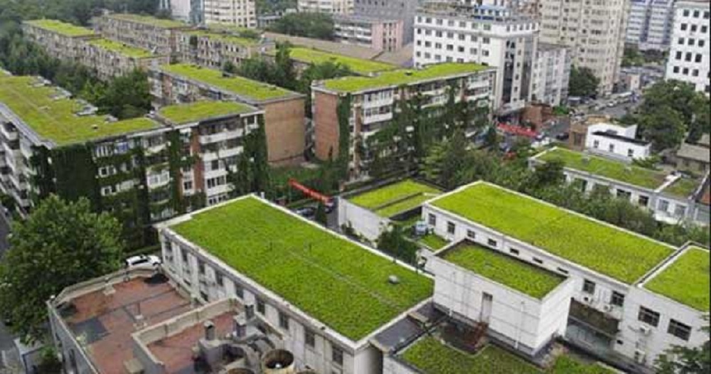 CIENCIA / MUROS VIVOS LIMPIAN EL AIRE DE LA CIUDAD