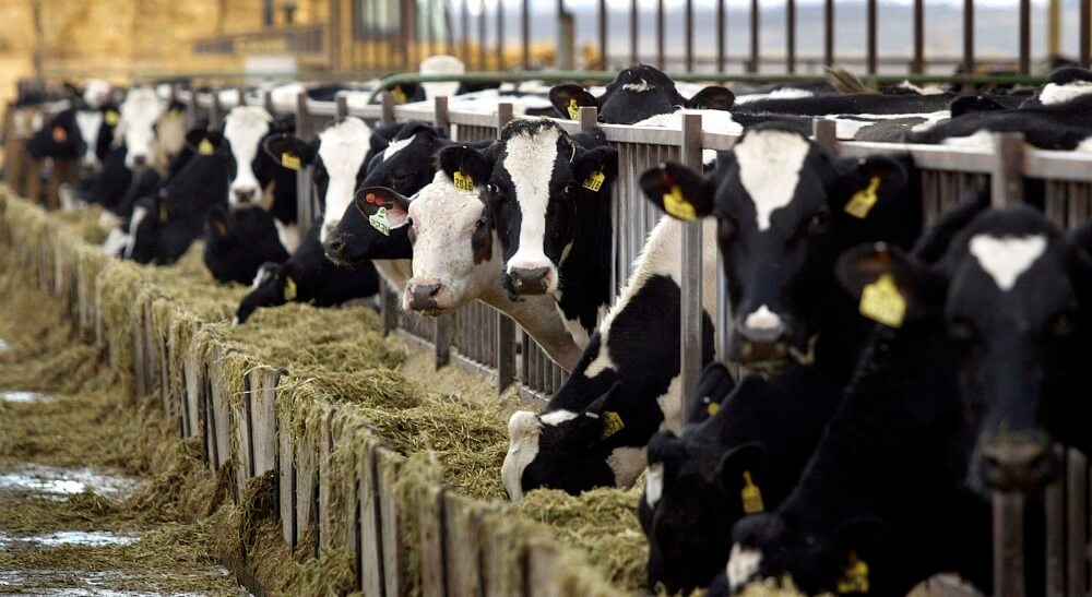 NEGOCIOS / SALVAGUARDIA PARA INDUSTRIA LECHERA EN TIERRA DERECHA