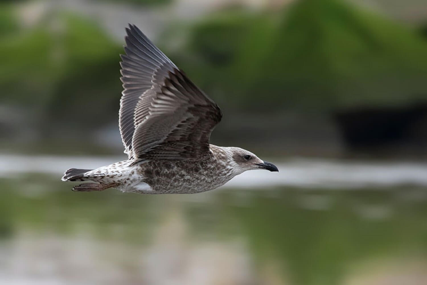 SALIDA ROC DE INICIACIÓN «DÍA DE LA GAVIOTA»