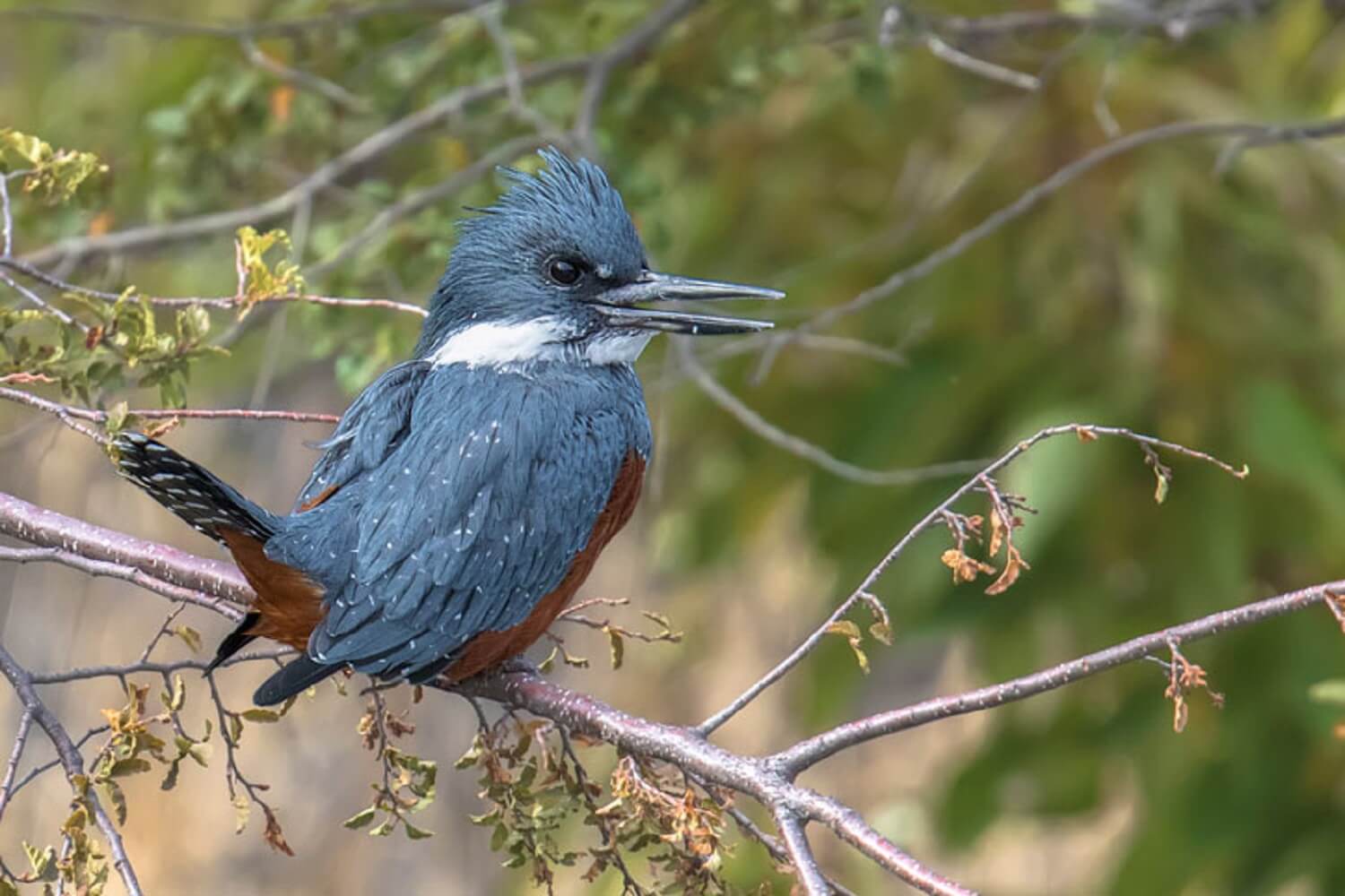 SALIDA ROC EN LLANQUIHUE: «LAGUNA VERDE Y ALREDEDORES»