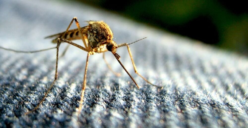 SALUD / «BROTE MORTAL DE DENGUE» EN LAS CERCANÍAS DE LA PAZ (BOLIVIA) MOVILIZA A EXPERTOS