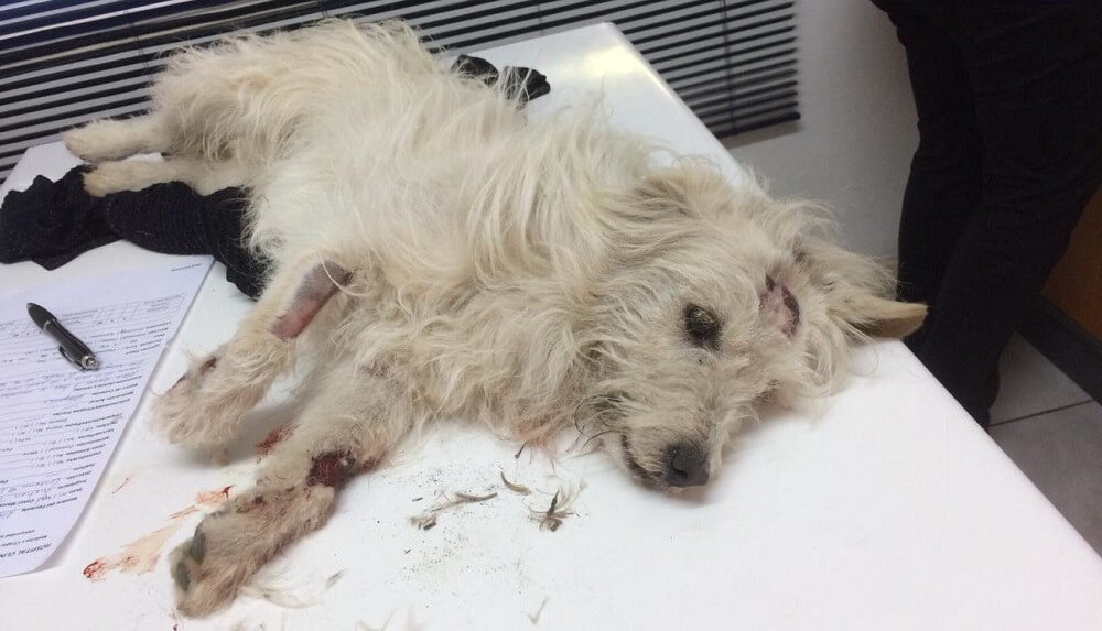 INICIAN EN TEMUCO REGIÓN DE LA ARAUCANÍA «PERROTÓN» CAMPAÑA SOLIDARIA PARA PAGAR TRATAMIENTO DE PERRITO ATROPELLADO
