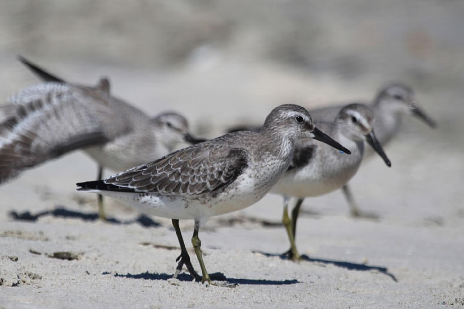 CENSO COSTERO DE AVES PLAYERAS «ENERO 2019»