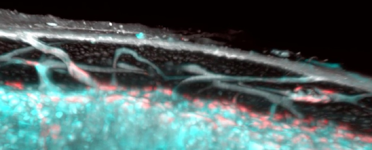 CIENCIA / CIENTÍFICOS DESCUBREN UN TIPO DE VASO SANGUÍNEO TOTALMENTE NUEVO OCULTO EN HUESOS HUMANOS