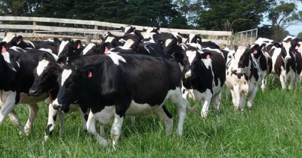  Ganado bovino rematado en ferias de las Regiones del Biobío y Ñuble creció 8,3% en enero