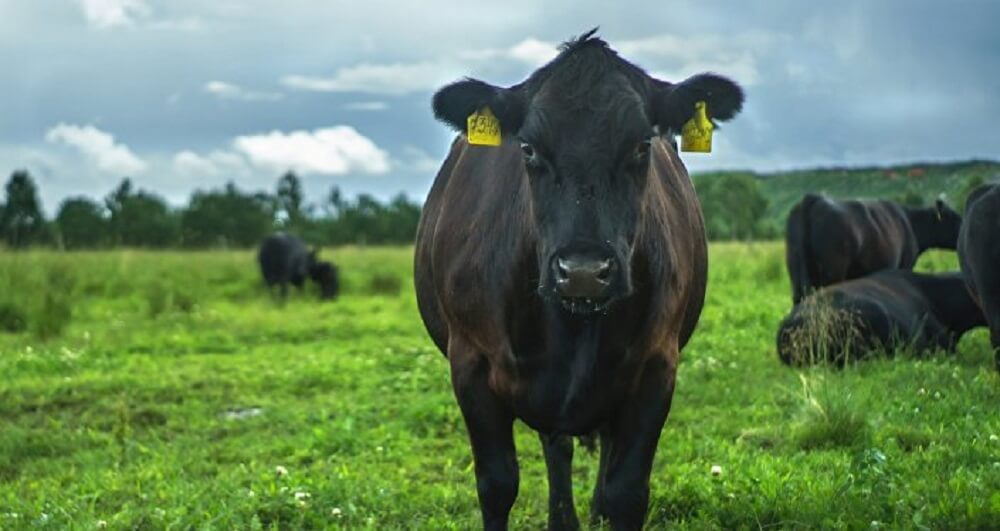  Ganado bovino beneficiado en mataderos del Biobío y Ñuble aumentó en 5,7% en febrero