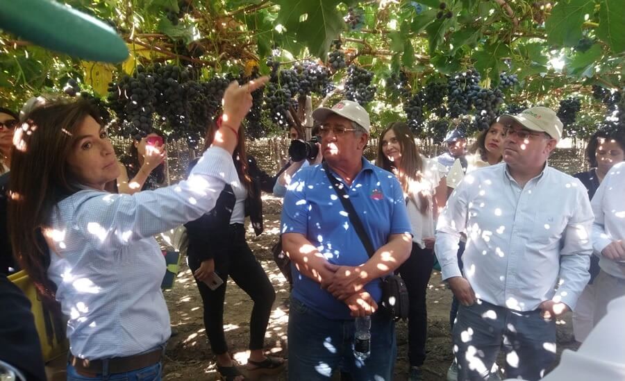 Uva Maylen: «Día de campo en aconcagua muestra la consolidación de un nuevo modelo de desarrollo sustentable para el sector frutícola»