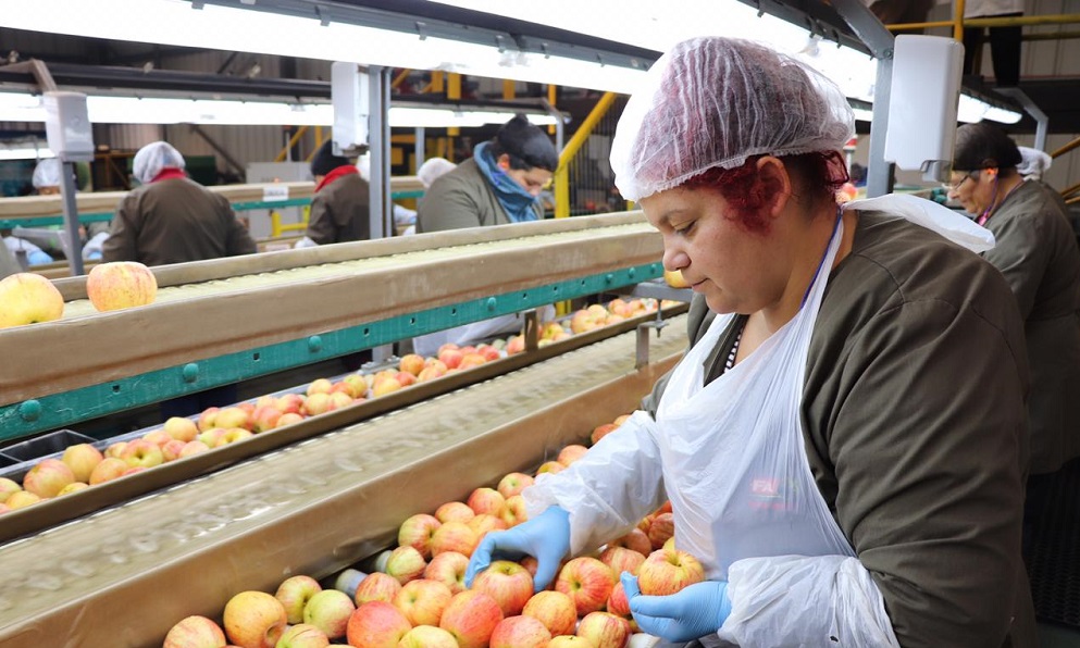 Industria de la fruticultura lidera el repunte de las exportaciones en Malleco