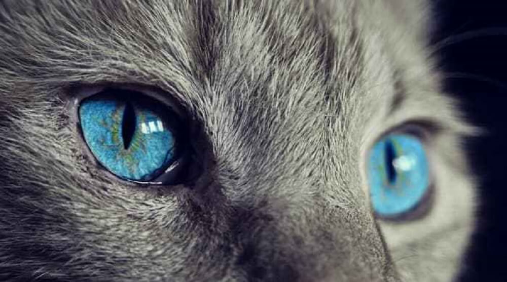 ¿Son socialmente ineptos los gatos?