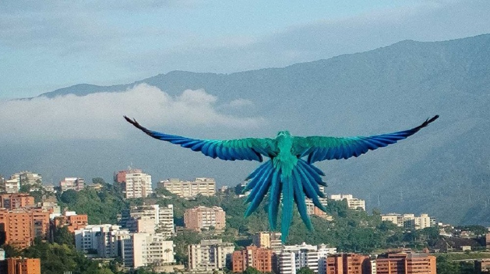  Caracas «la ciudad que se enamoró de las guacamayas»