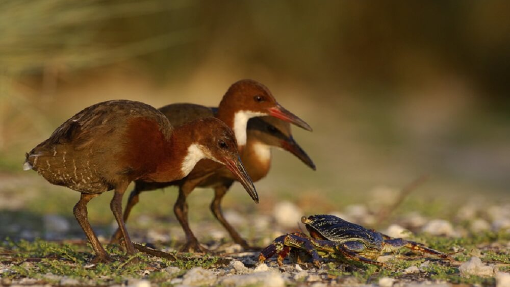 Una especie extinguida regresó a la vida miles de años después