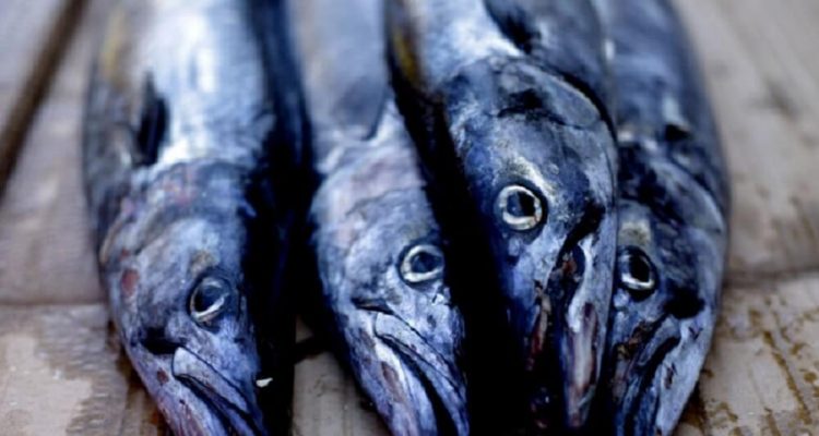  Desembarque pesquero de la Región del Biobío registró 216.790 toneladas en marzo