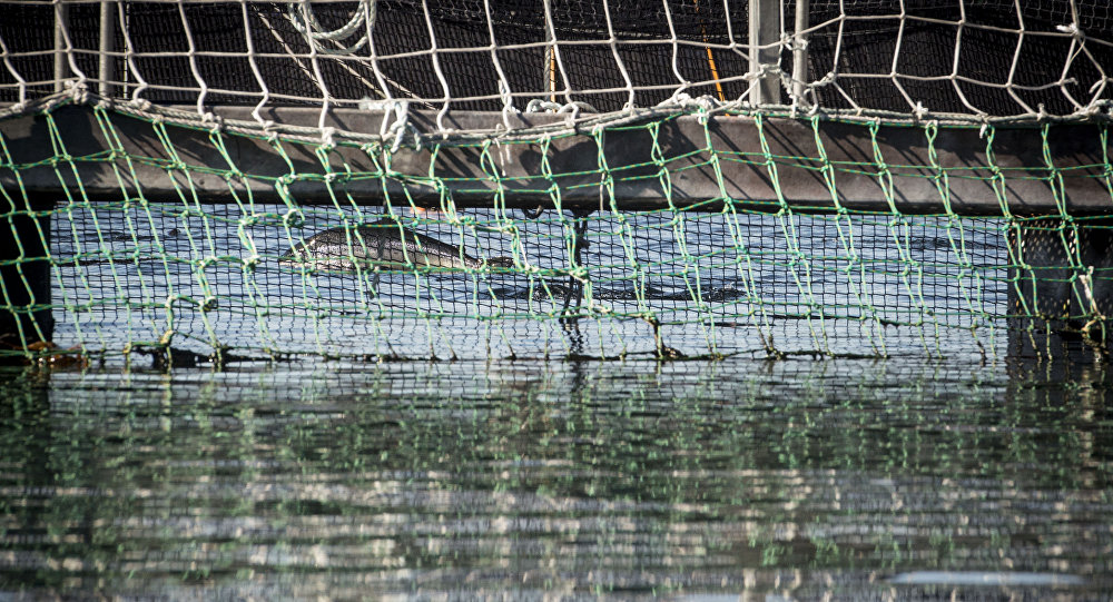 Alerta internacional por mal manejo de las salmoneras en Chile