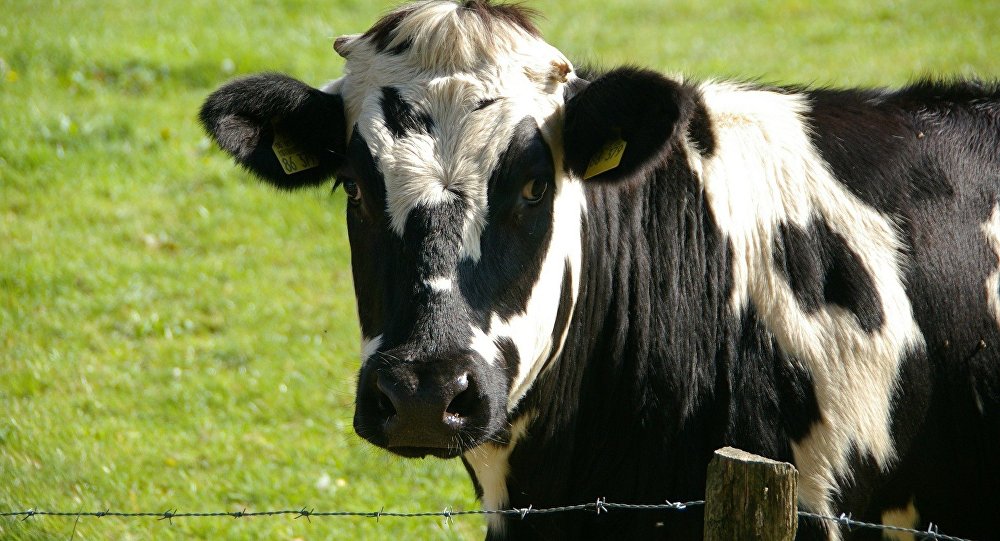  Autoridades detectan un caso de «vaca loca» en el interior de Brasil