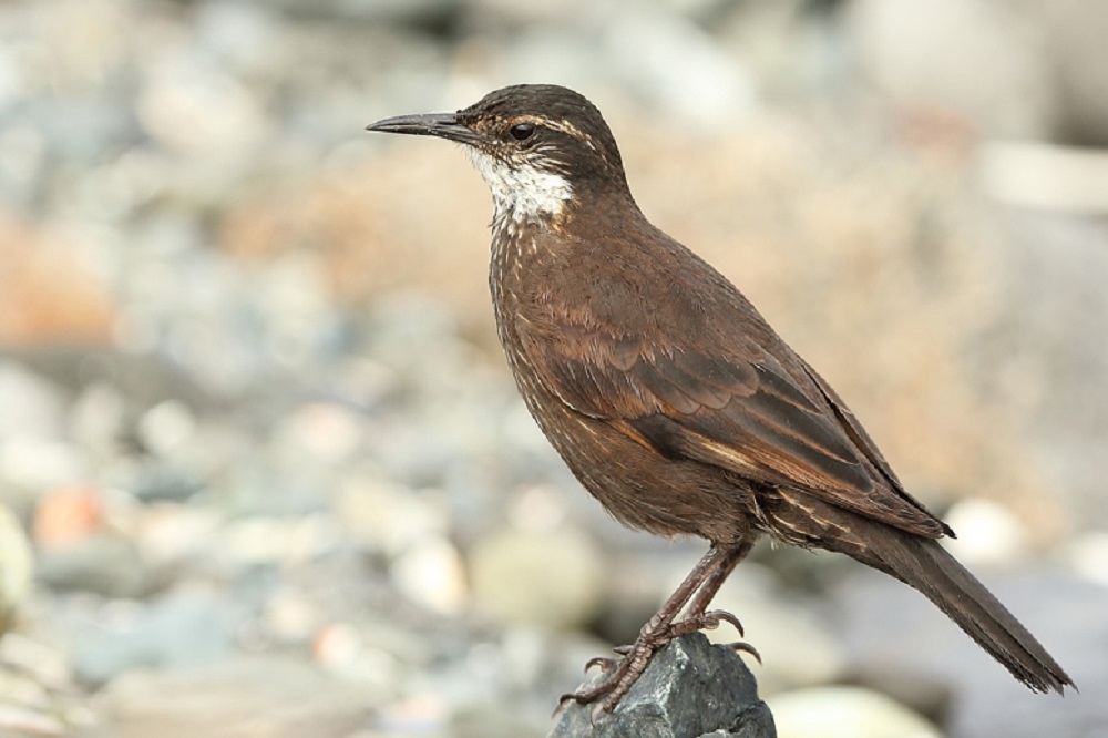 ROC: Caminata de observación de aves por Viña del Mar-Reñaca