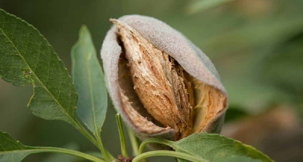 Como las Almendras pasaron de ser un fruto letal a uno dulce y comestible