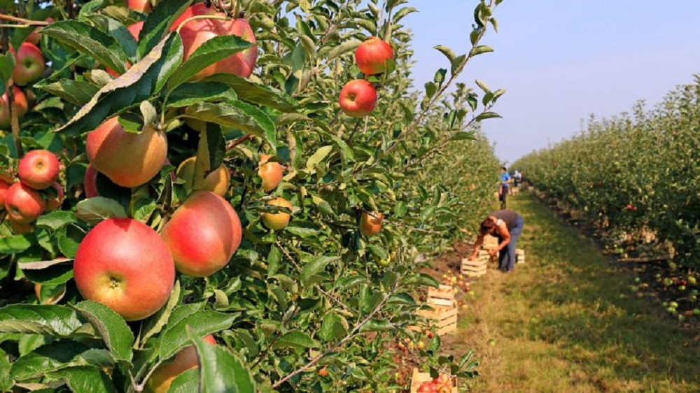  Desarrollan sistema de predicción temprana para enfermedad que afecta a las manzanas de exportación