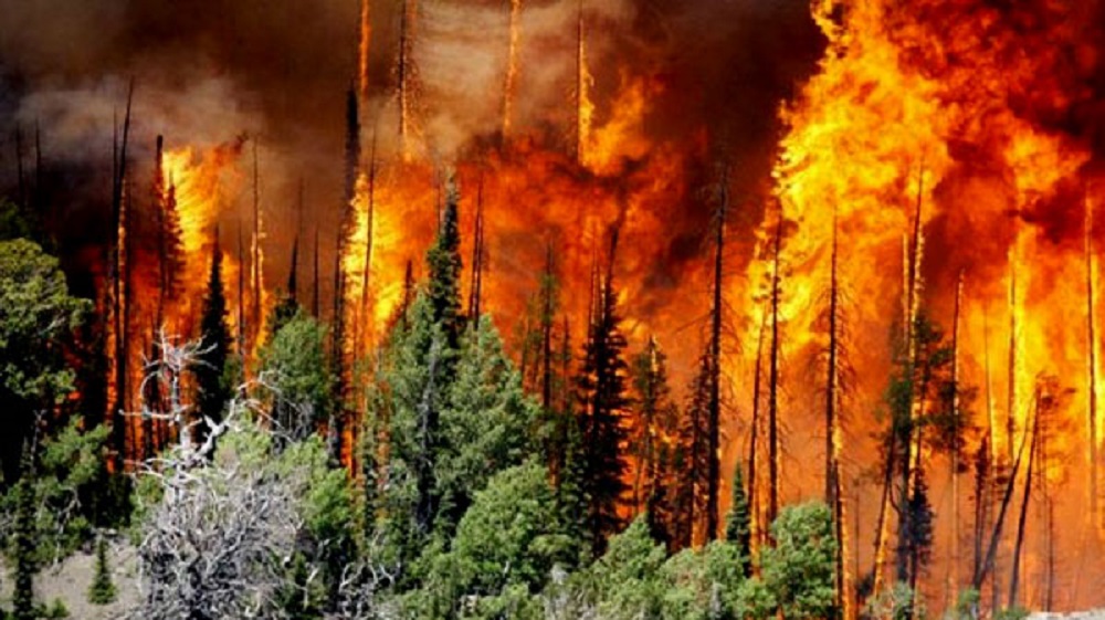 Brigadas y equipos de respuesta de Conaf han extinguido más de 3 mil incendios forestales en 2 días