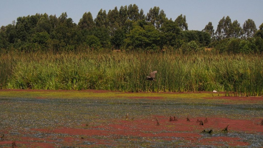 Tribunal Ambiental dicta medidas cautelares por relleno de tres humedales de Valdivia (video)