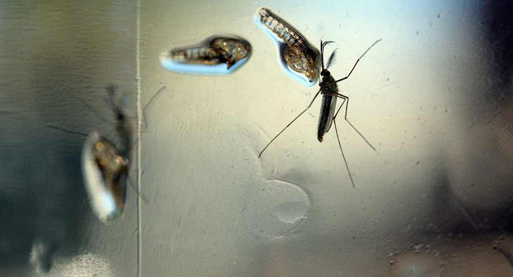  Alerta roja en América Latina: el dengue ataca nuevamente
