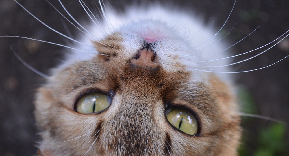 Adiós a la alergia a los gatos