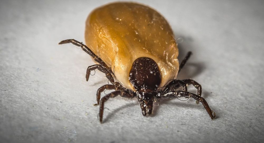 Las peligrosas garrapatas infectadas y los experimentos del Pentágono con armas biológicas