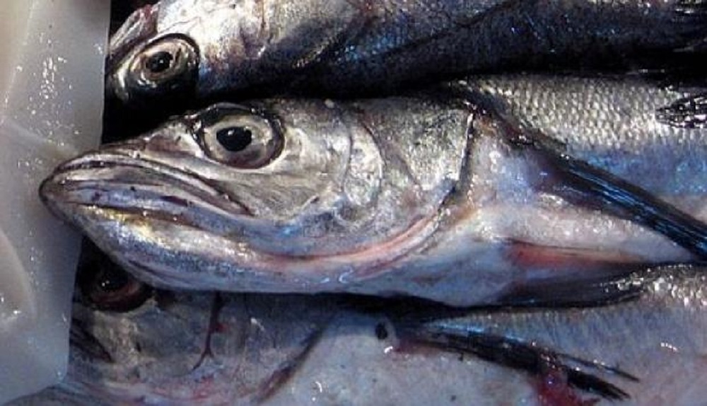  Gobierno insiste en aumentar cuota de la merluza austral hasta el año 2023 pese a su evidente estado de sobrepesca