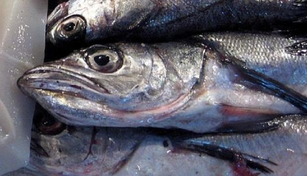 Fundación Oceana solicita invalidar aumento de cuota de merluza austral tras detectar irregularidades