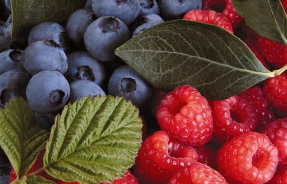 Productores de Berries de las sureñas comunas de Quilaco, Santa Bárbara y Mulchén participan en charla orientada a un manejo integral de huerto