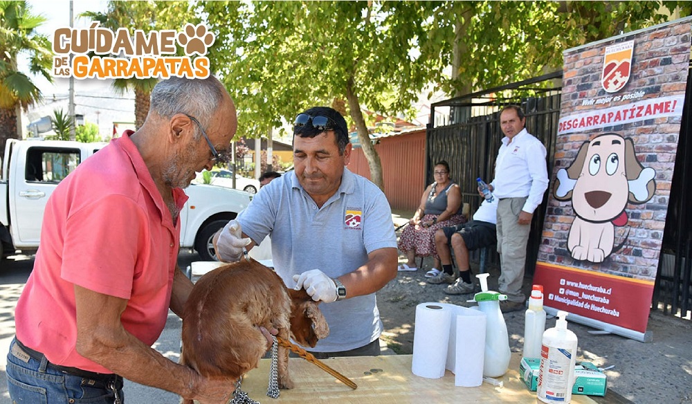 La Municipalidad de Huechuraba cuida a tus mascotas de las garrapatas