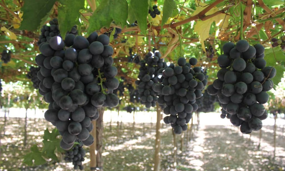 Convención #Fruittrade2019 analizará la actual posición de Chile en el concierto internacional de la uva de mesa
