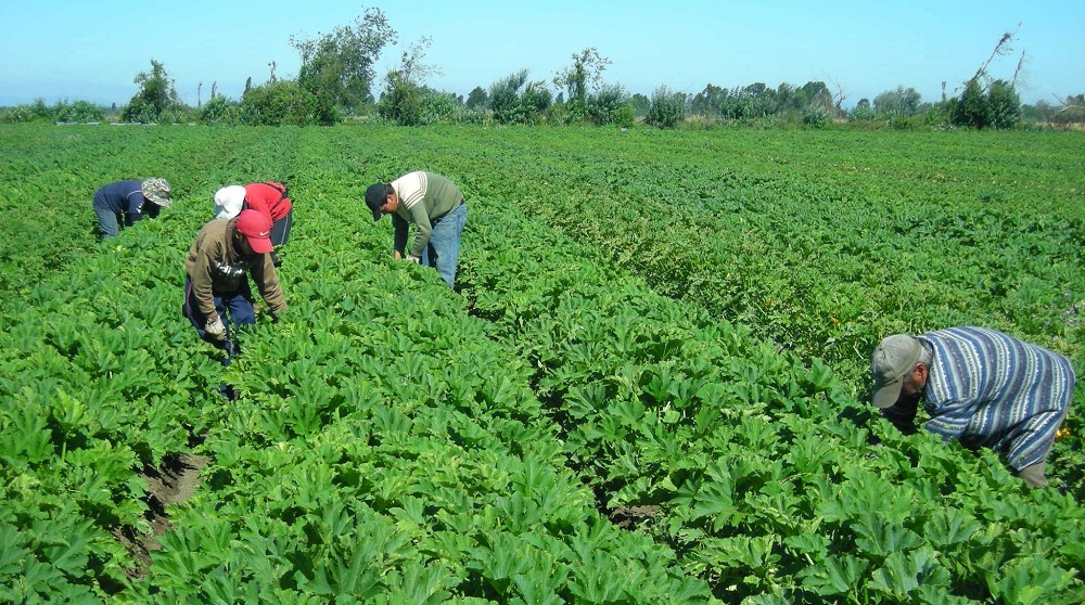 BRICS: Ministros de agricultura defienden el uso de la biotecnología para usar menos tierra