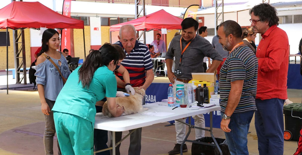  Chipeatón de mascotas se llevará a cabo en Huechuraba en distintos puntos de la comuna