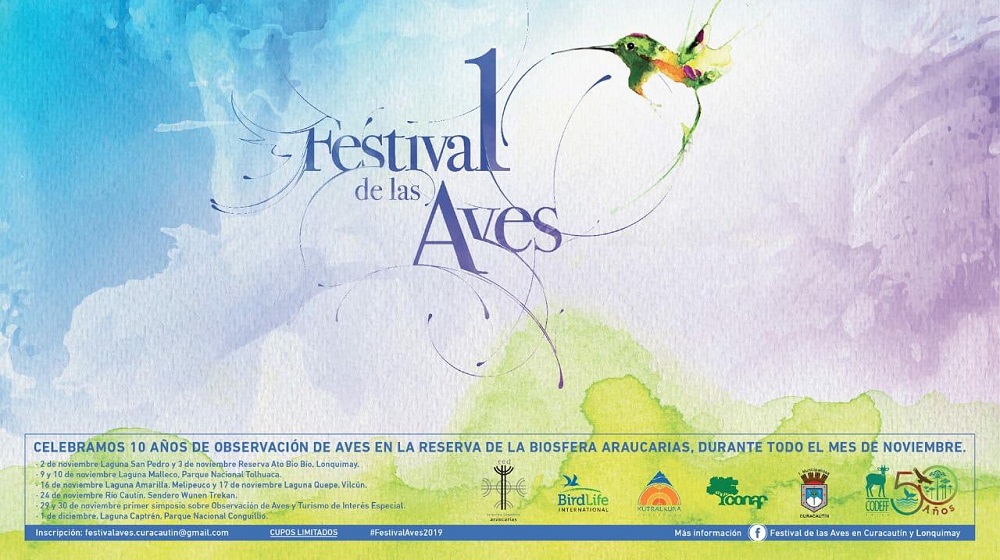  Conoce todas las actividades de la décima versión del Festival de las Aves de Curacautín y Lonquimay