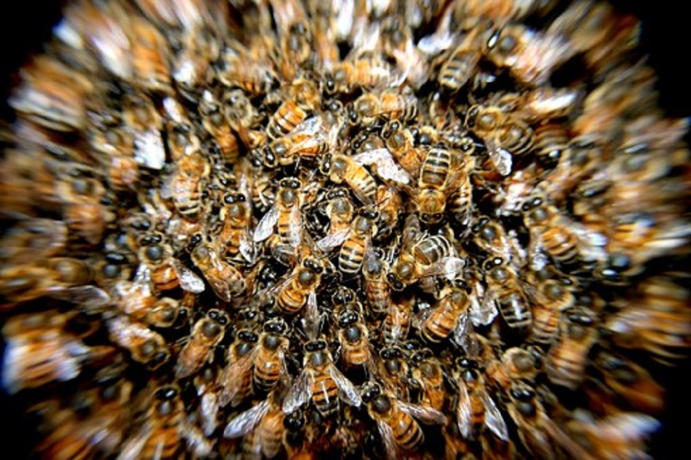  Insólito | Un enjambre de abejas ataca a jugadores de fútbol en pleno partido