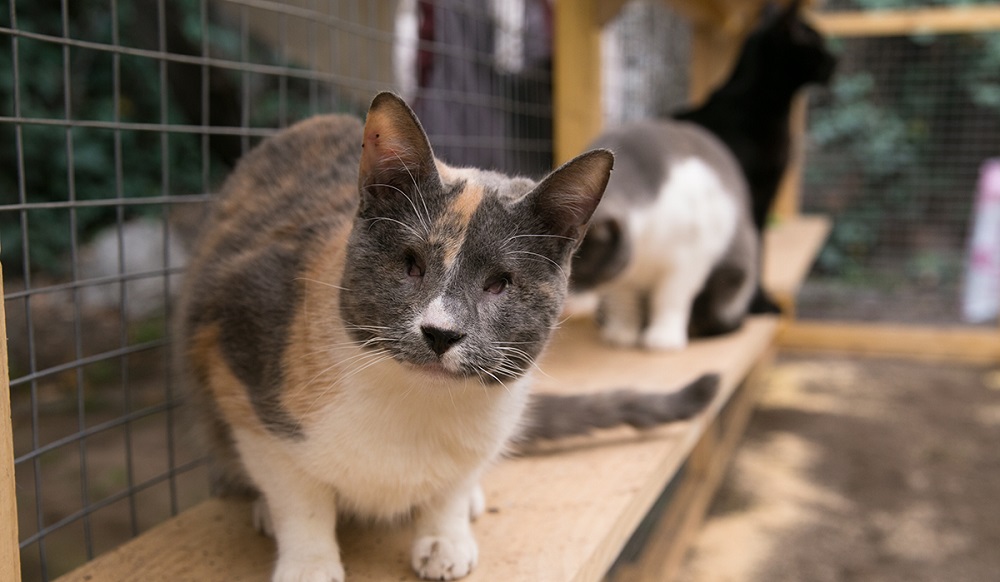  Invitación | Fundación Adopta lanza «Historias asombrosas de gatos» para financiar Santuario Emilia