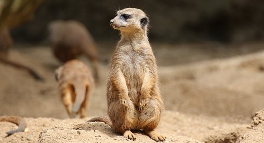  Agresión intergrupal en suricatas podría ayudar a comprender de mejor manera la evolución de la guerra entre los seres humanos