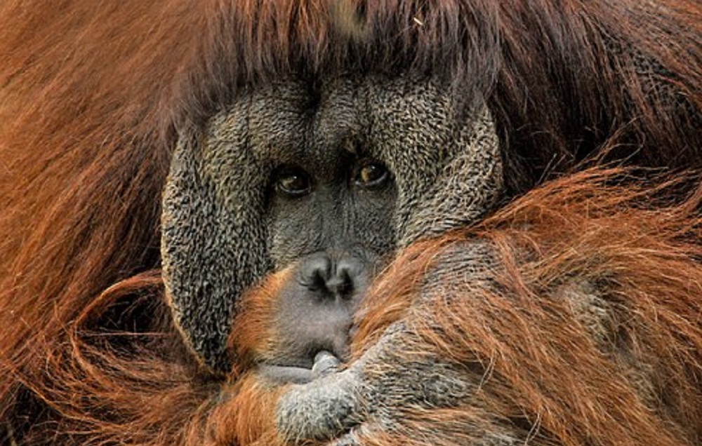  Un orangután ofreció su ayuda a un hombre que estaba en un río fangoso | Foto