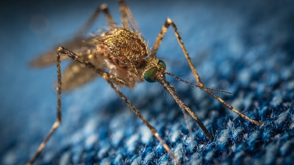  El programa experimental de Google para eliminar mosquitos parece estar funcionando